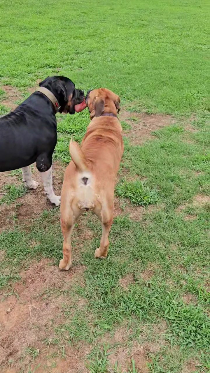 @Southern Shade Boerboels
