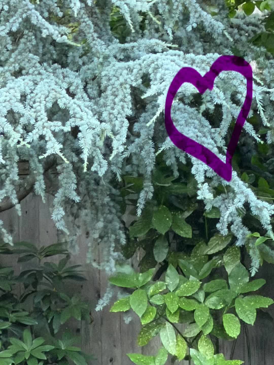 @hellovbirdie
