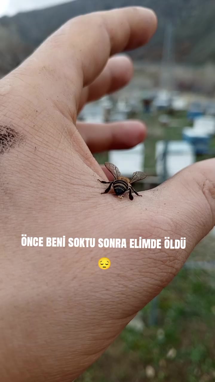 @Çiftliğim Benim