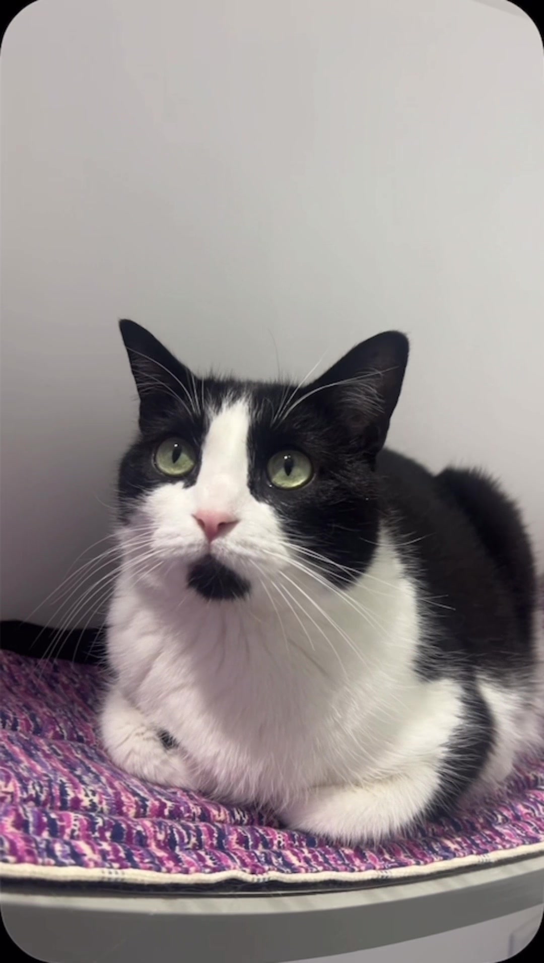 @The Fur Seasons Feline Rescue