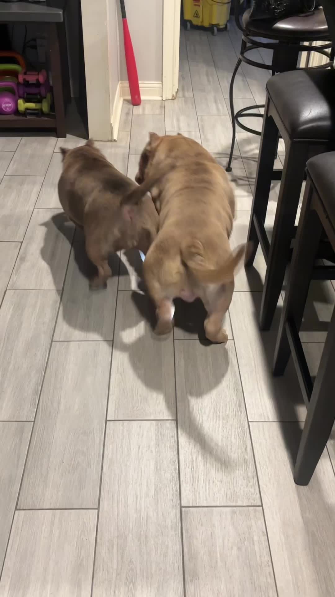 @Carters BullyHub