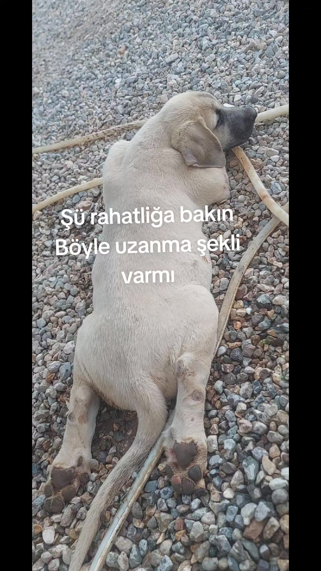 @Erkan &ccedil;iftci
