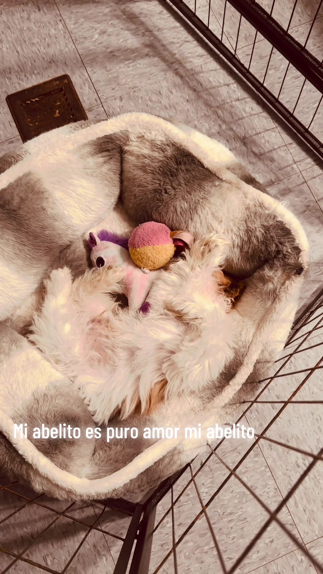 @Crispín_y_mia_shihtzu_puppies.