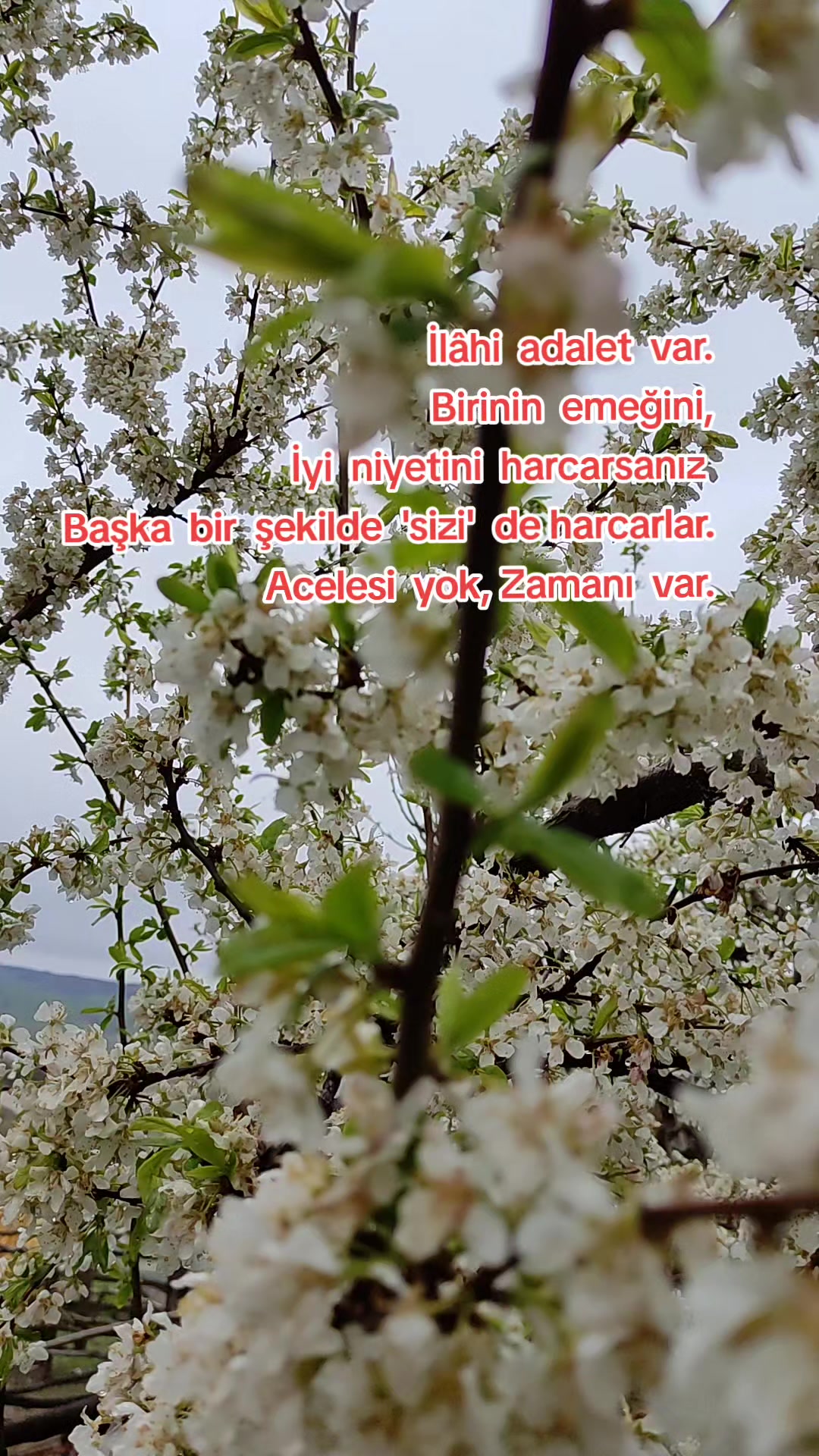 @FULYA YANAR