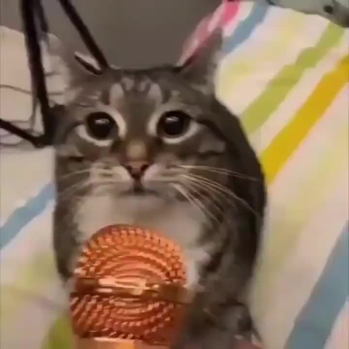 @simon_zazu