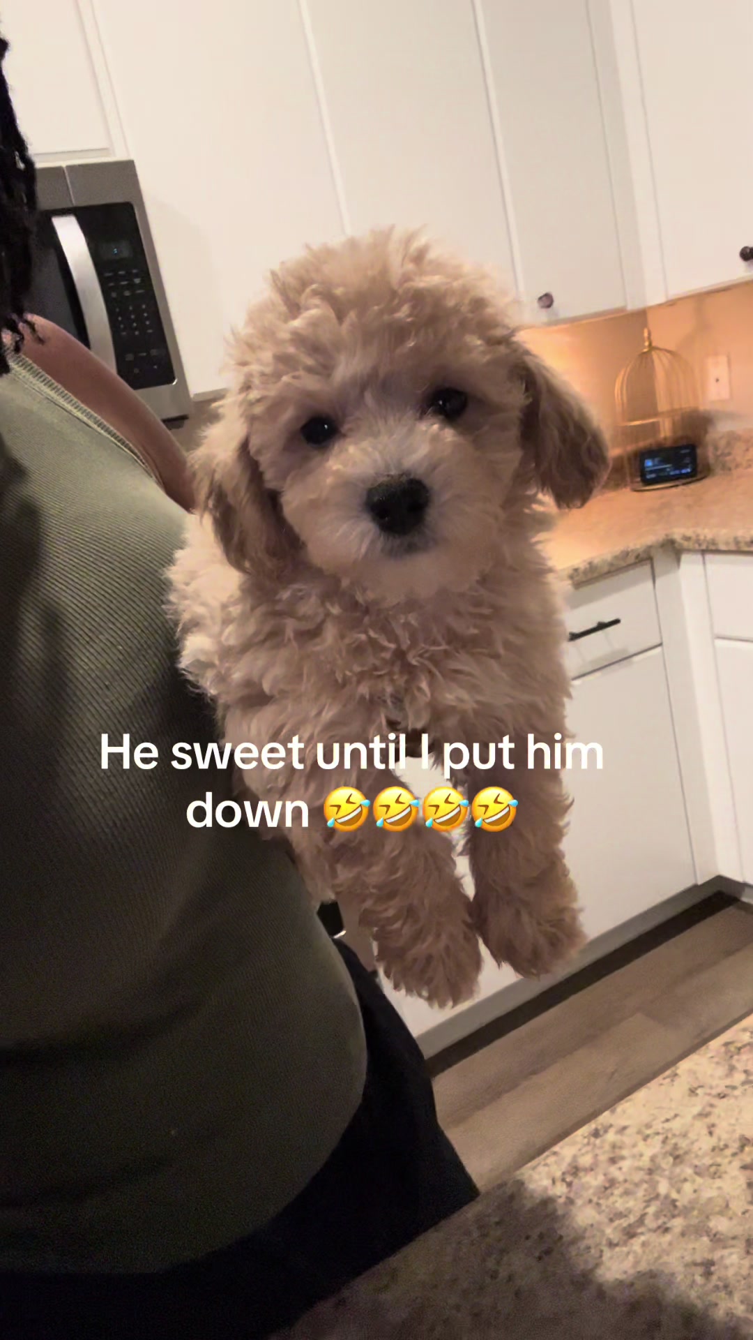 @Shortcake_kennel_2