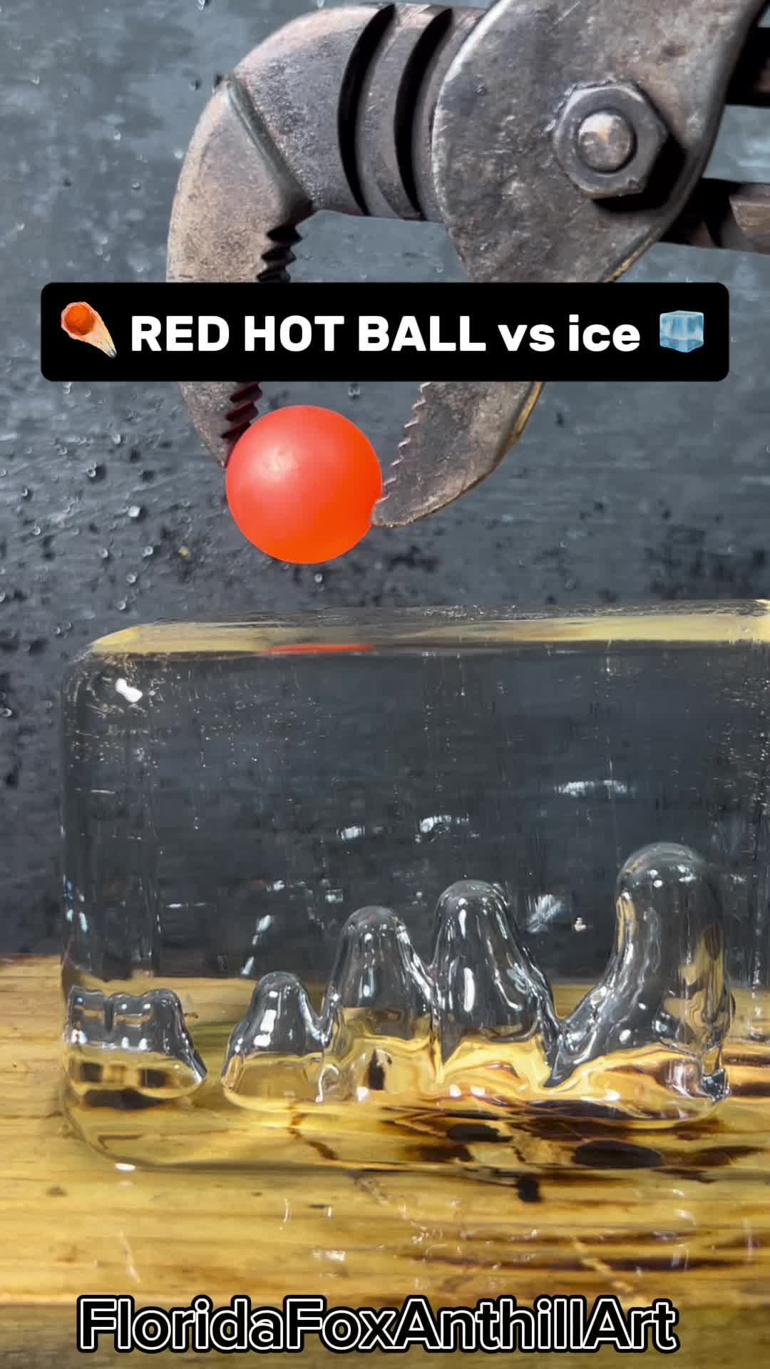 @FloridaFoxAnthillArt