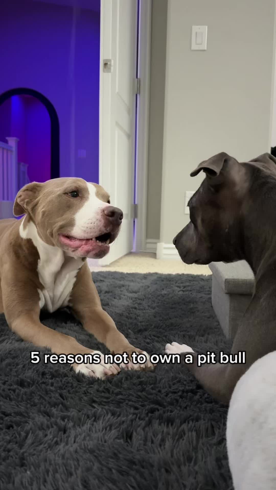 @@knight_thepit