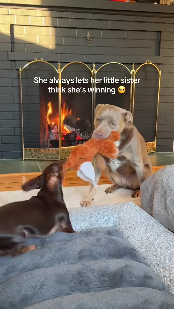 @rhubarb the doggo
