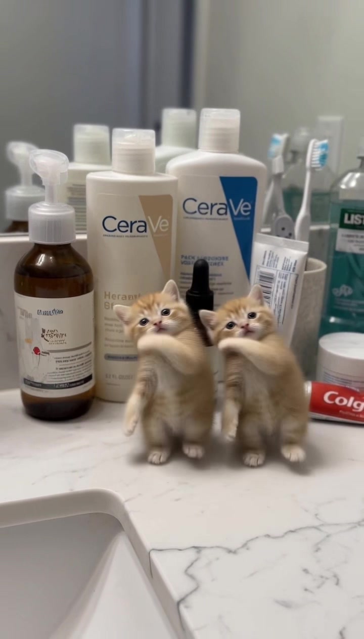 @meowmaxxers