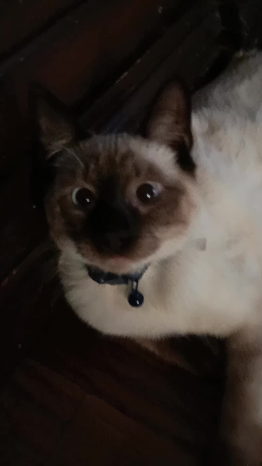 @๐๐ข๐ ๐ฆ๐จ๐ง๐ค๐ฒ๐๐๐