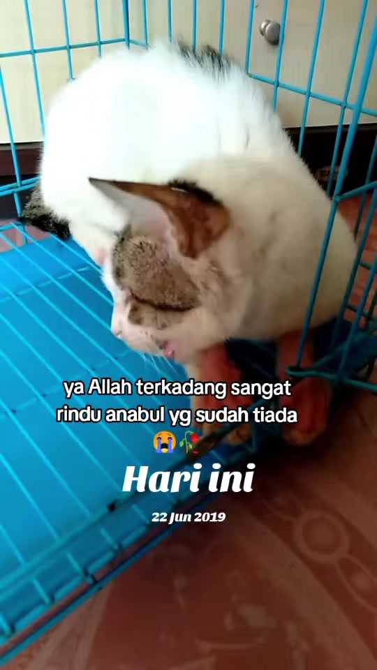 @mama meong♥️🐈🇮🇩🇲🇾_acro