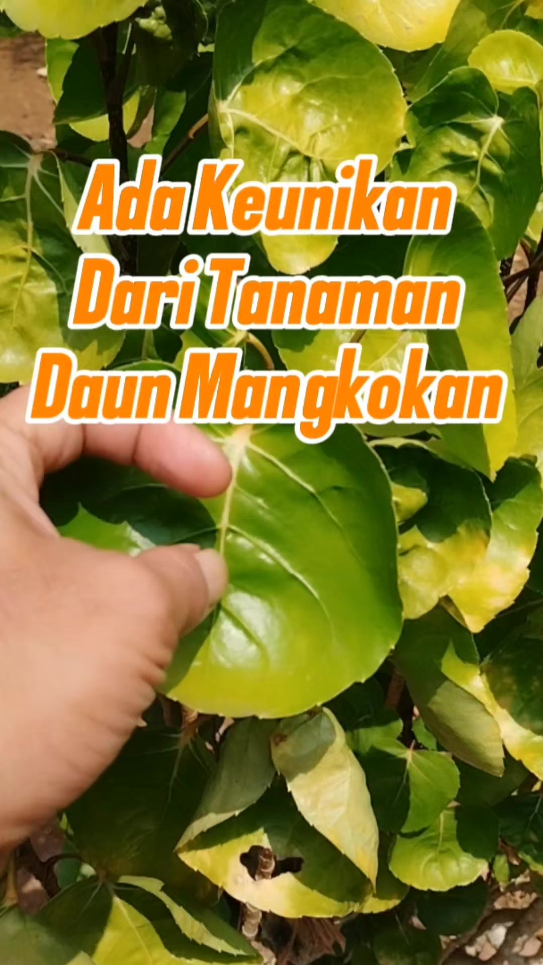 @Bukit Farming