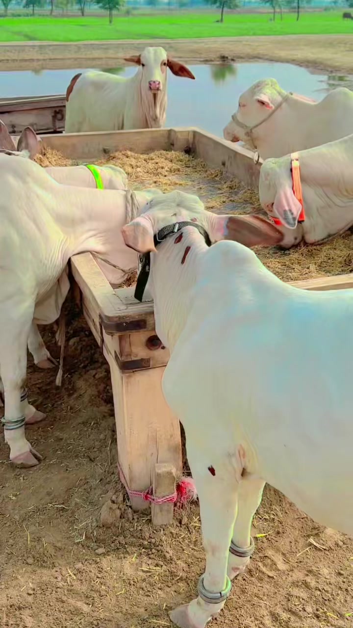 @Raza cattle farm 786