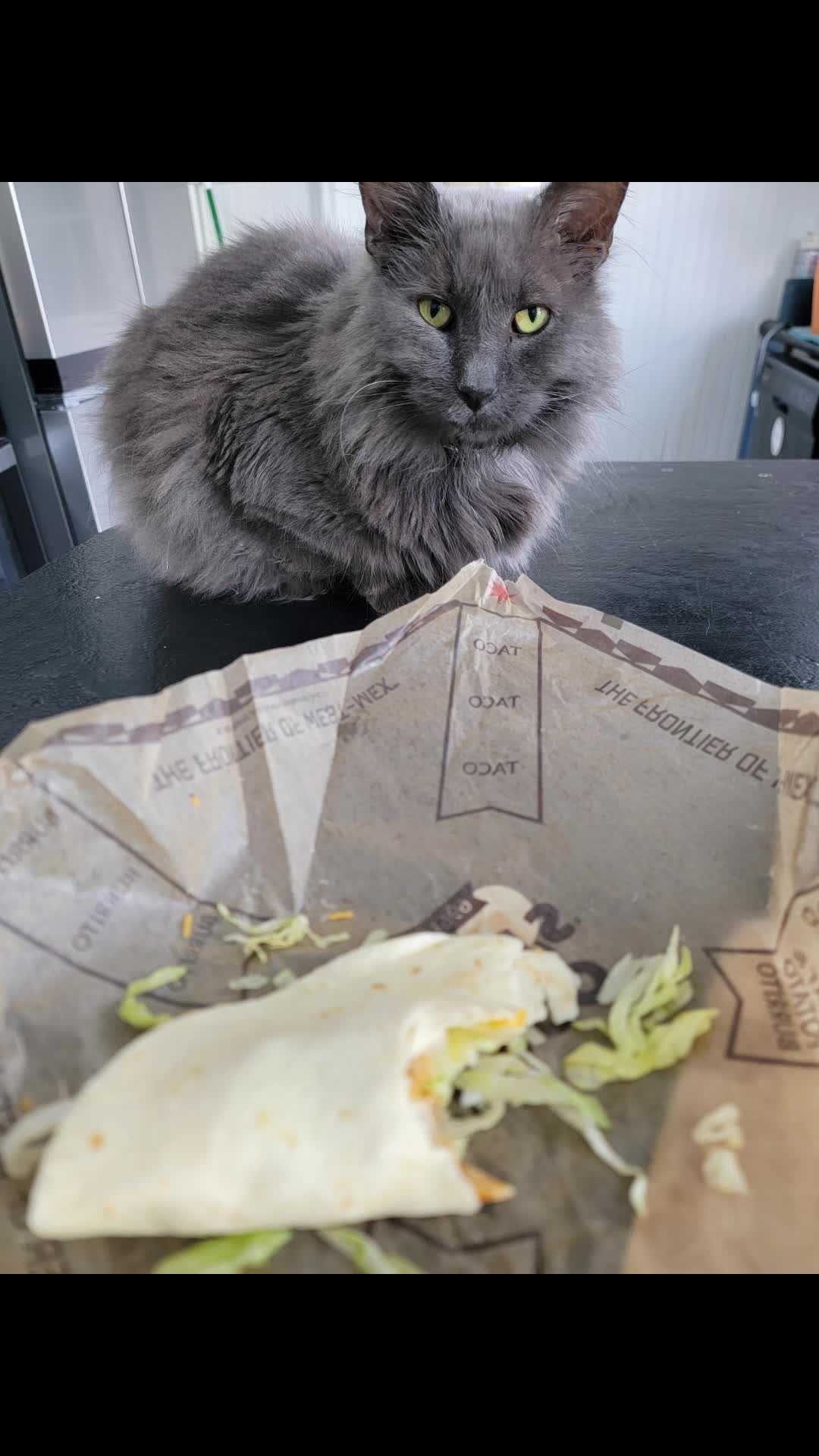 @CatCraze