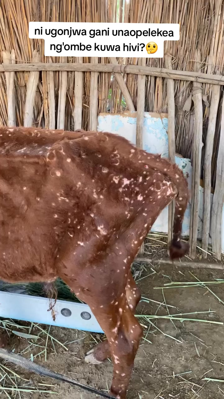 @Livestock Connect Tanzania