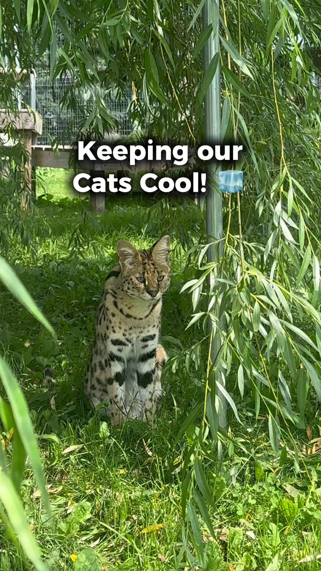 @The Wildcat Sanctuary