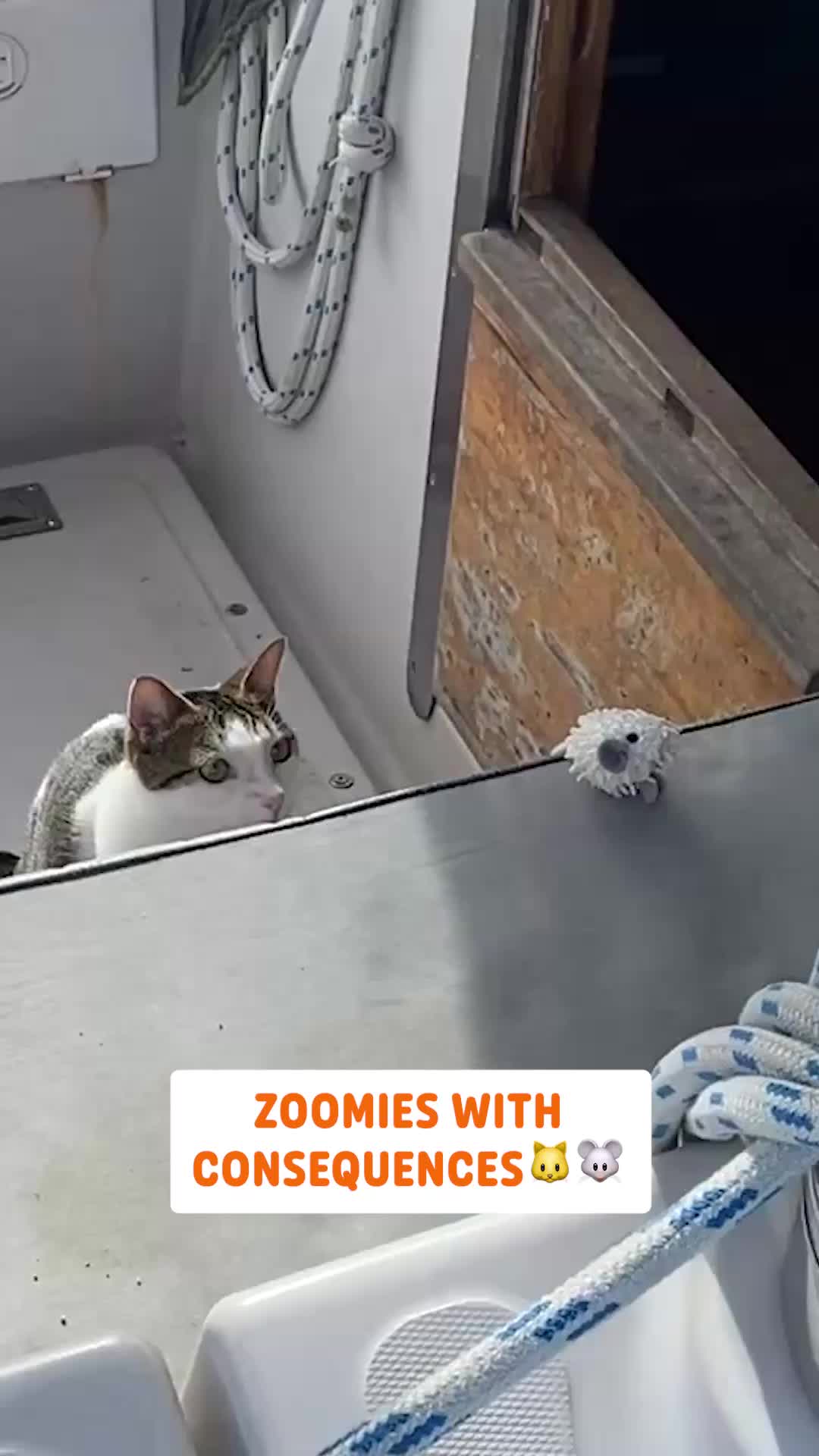 @Pawsome Pets