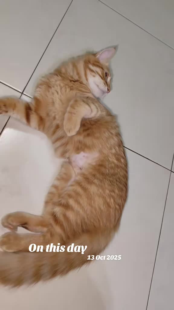 @Omma Kucing 🇲🇾🍉