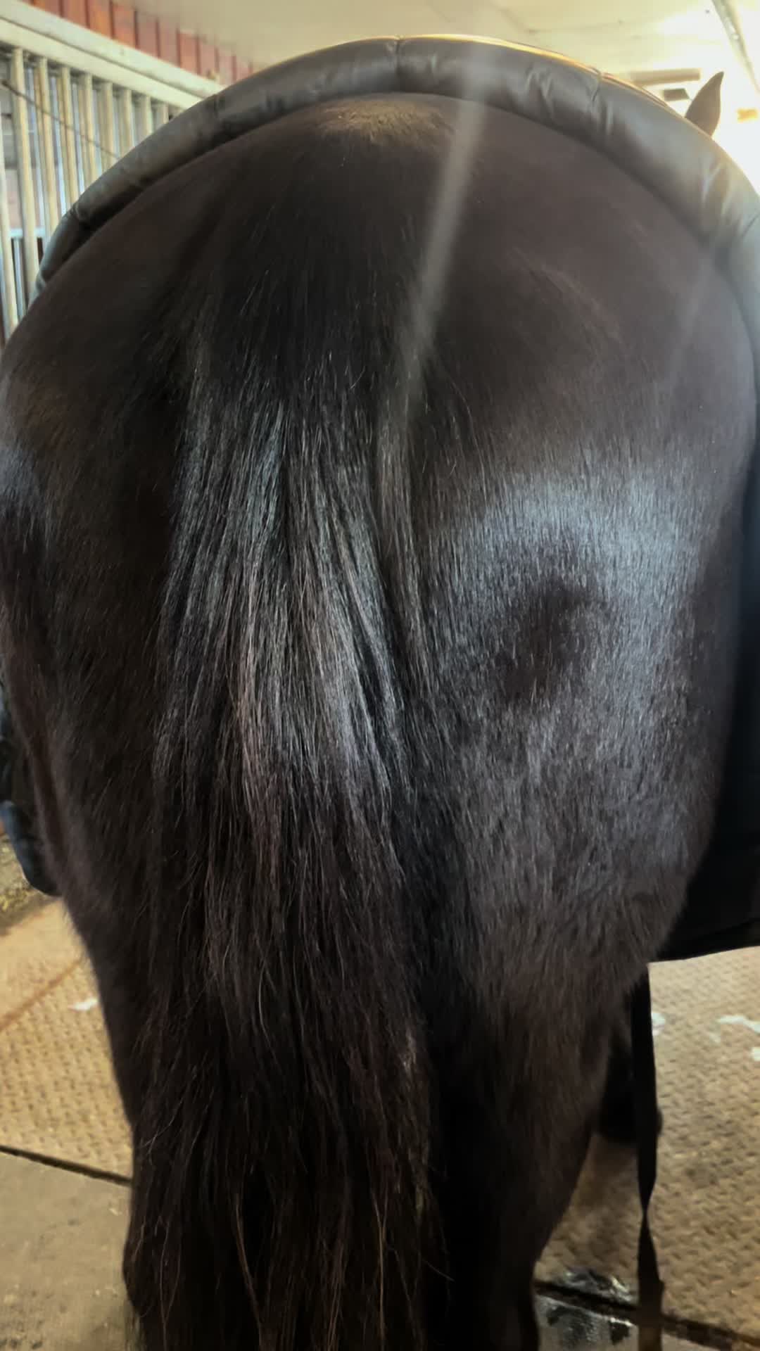 @Horseplay66