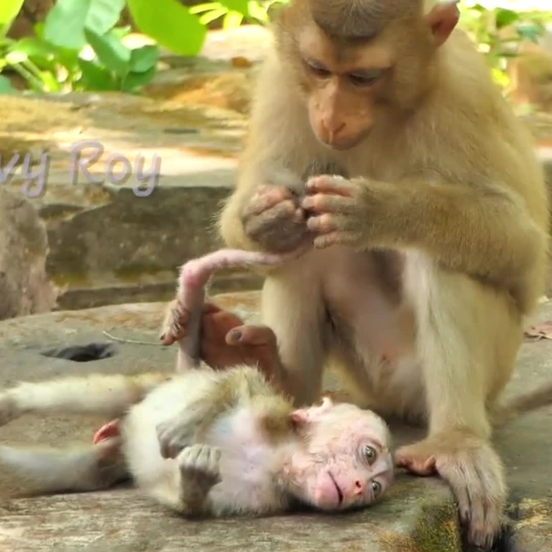 @Monkey BoBo🐵