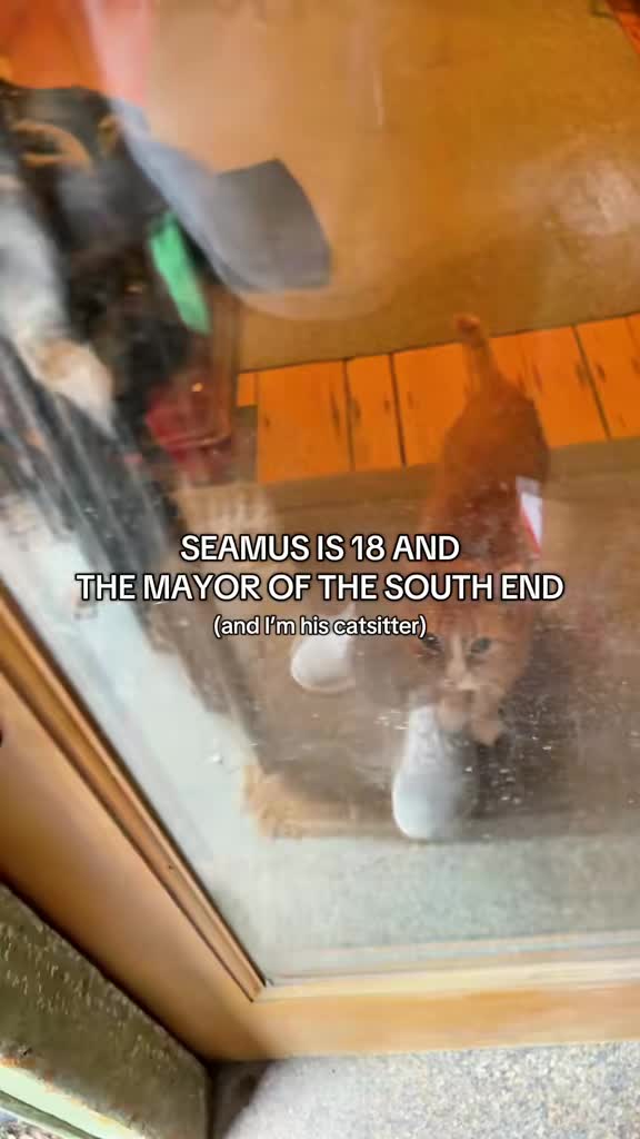@Auntie Julie - The Cat Sitter