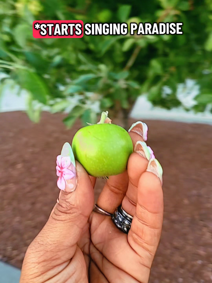 @Apple Fox
