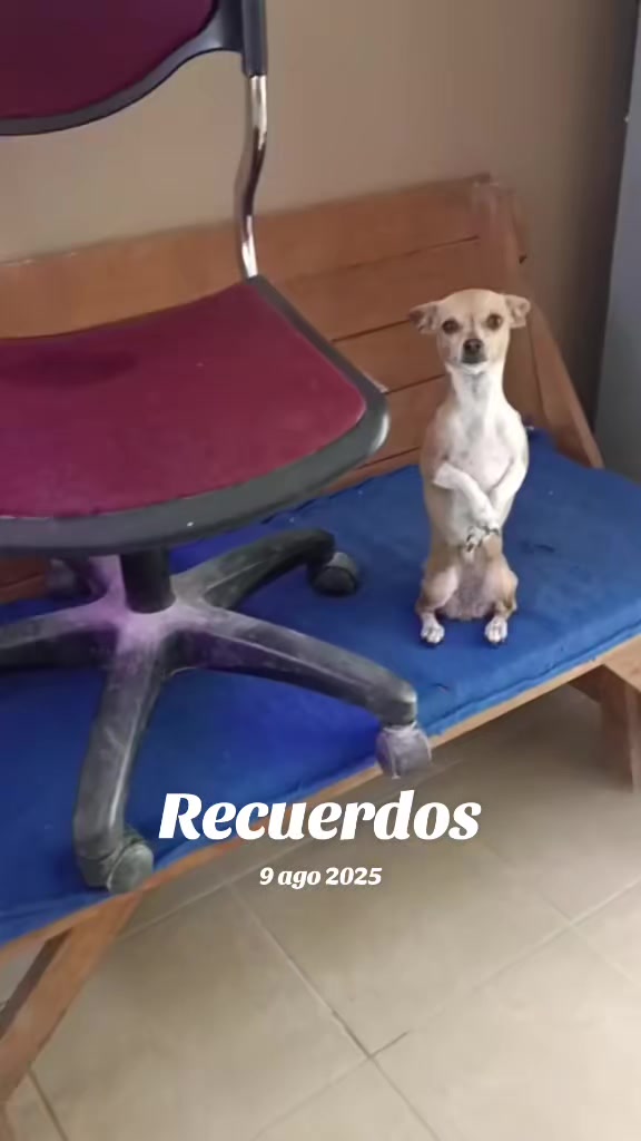 @luiselpollo95