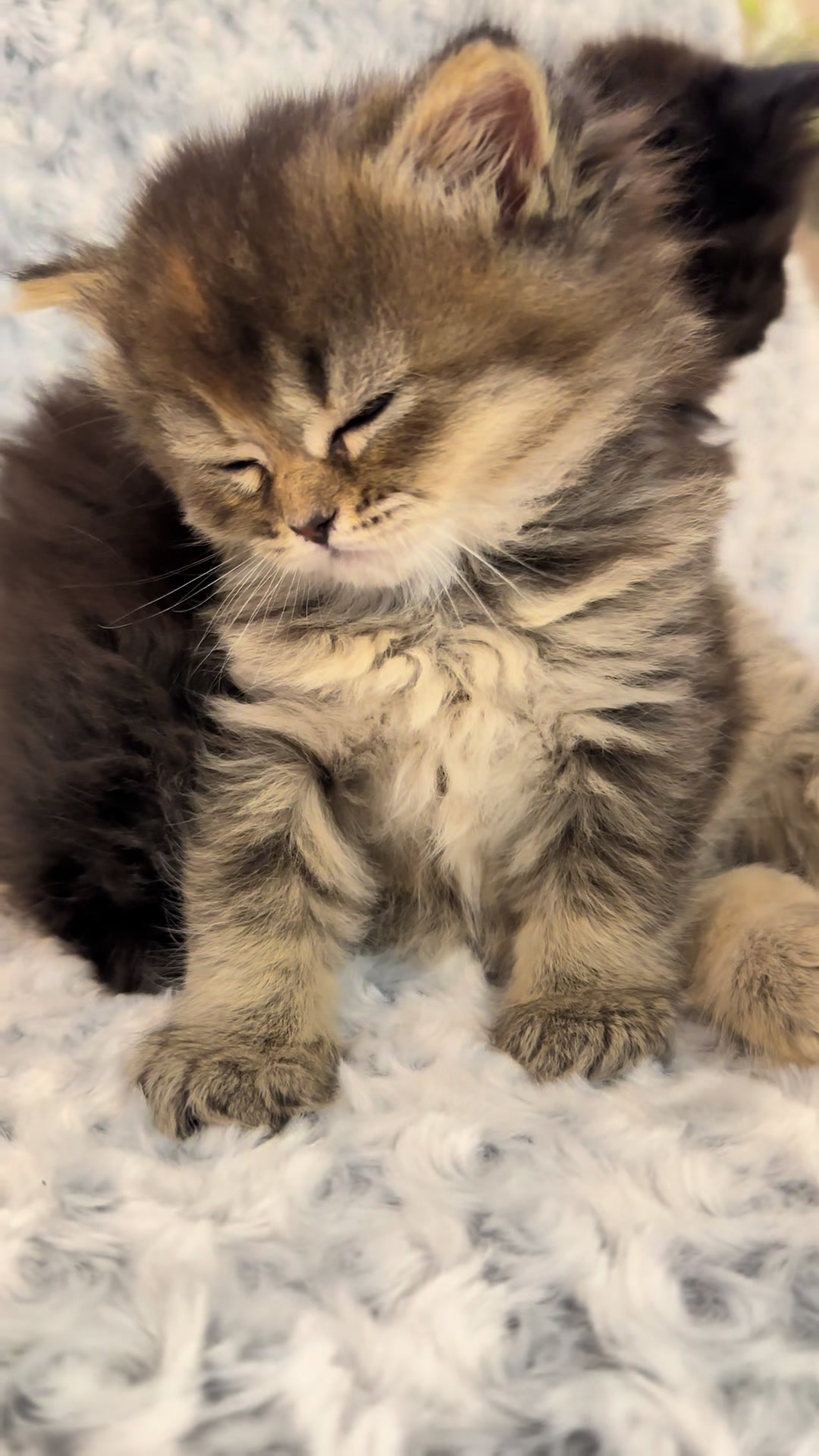 @cat.sheri.kittens