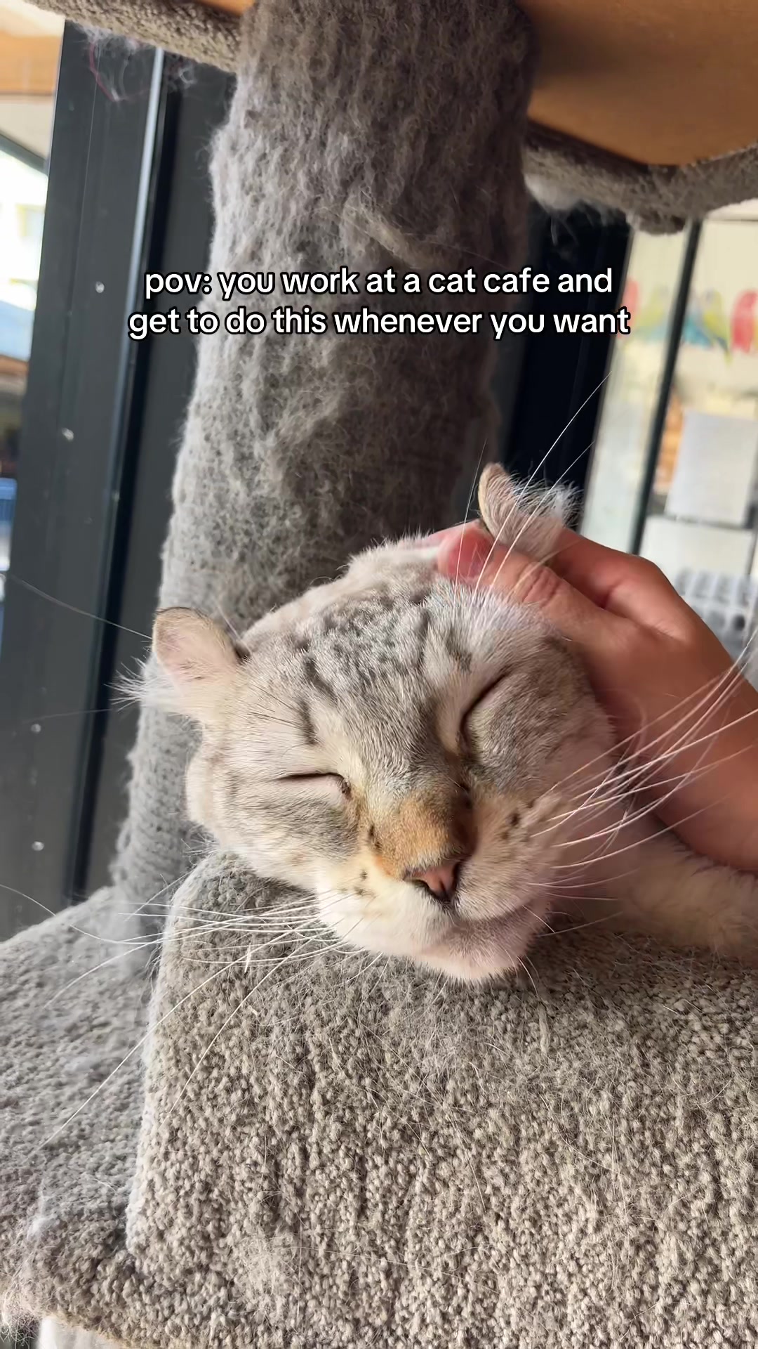@crazycatcafe