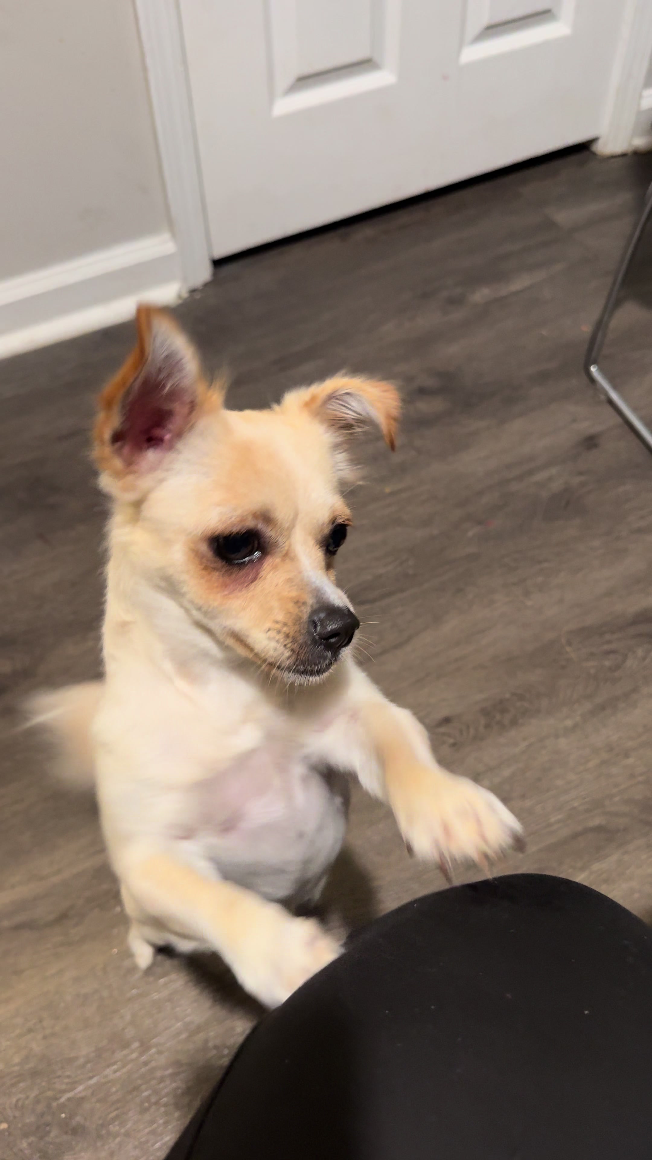 @🐕🐾MayaTheChihuahua🐾🐕