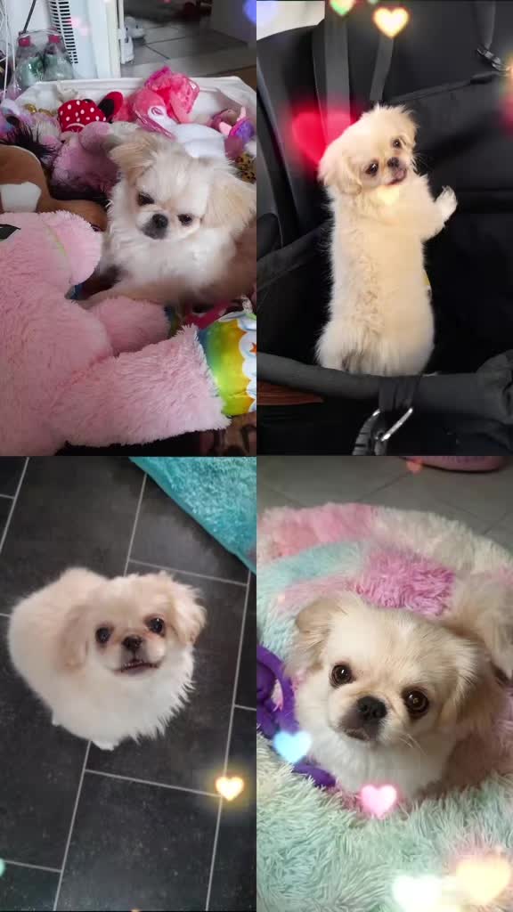 @🐶Cookie&Luna🐶Officiel