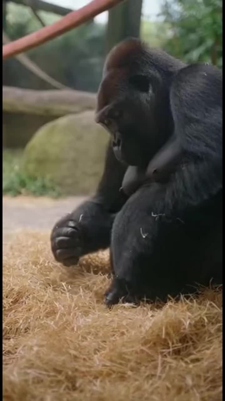 @Fox Lover