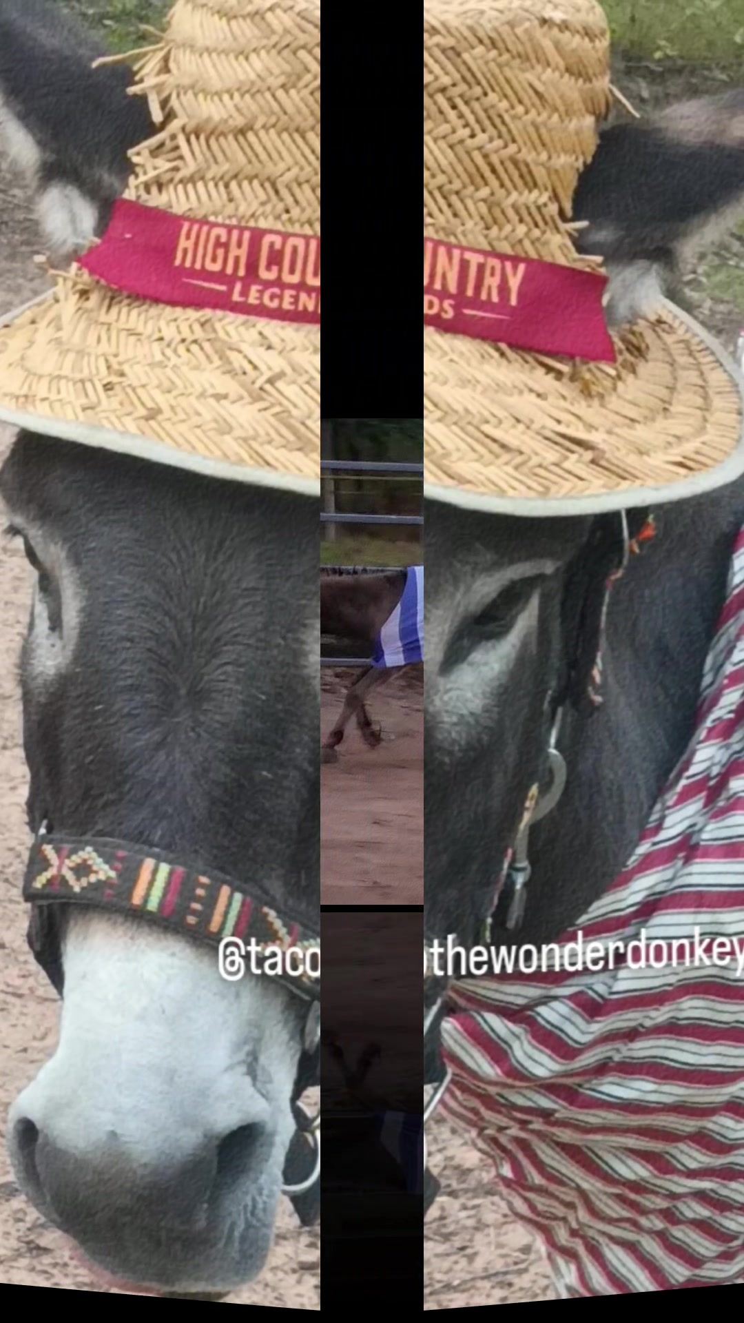 @Tacothewonderdonkey