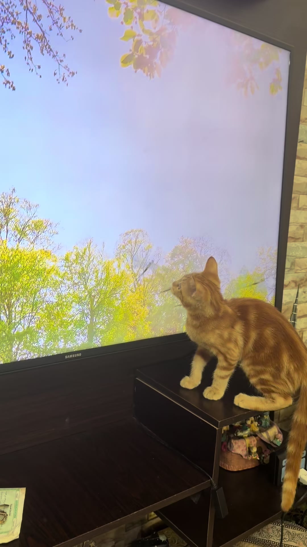 @asoolcat