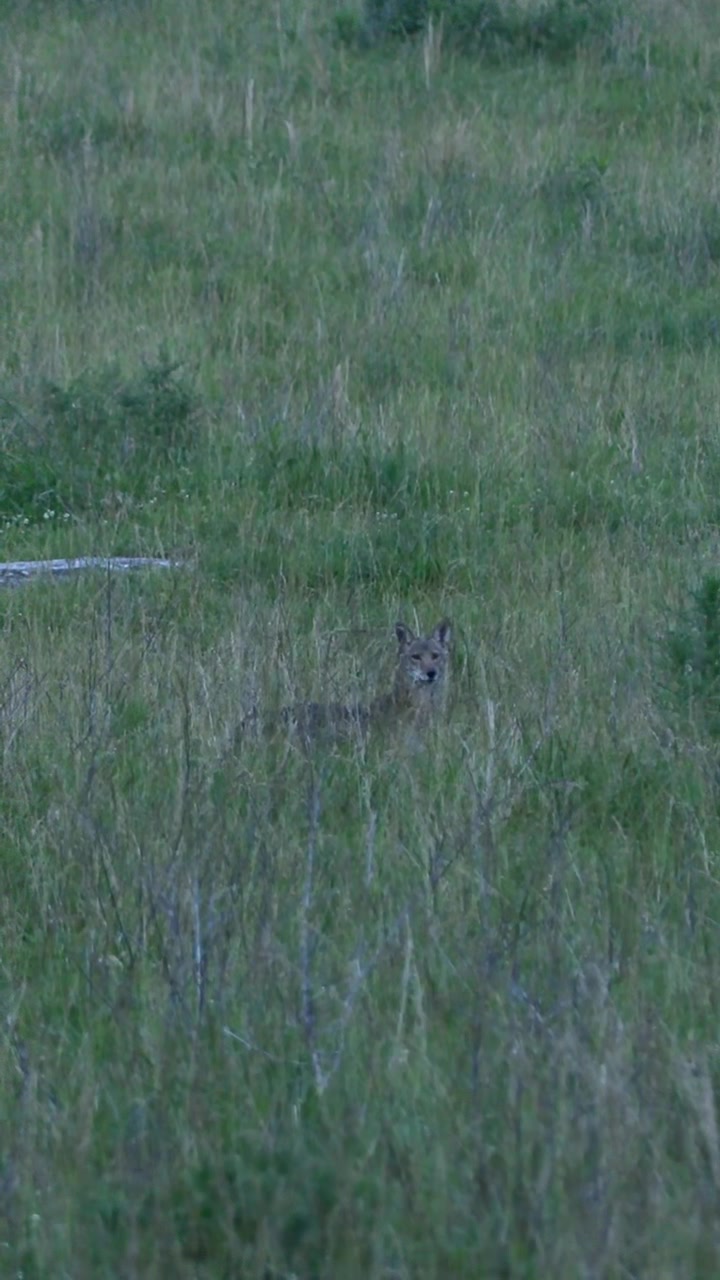 @FOXPRO Game Calls