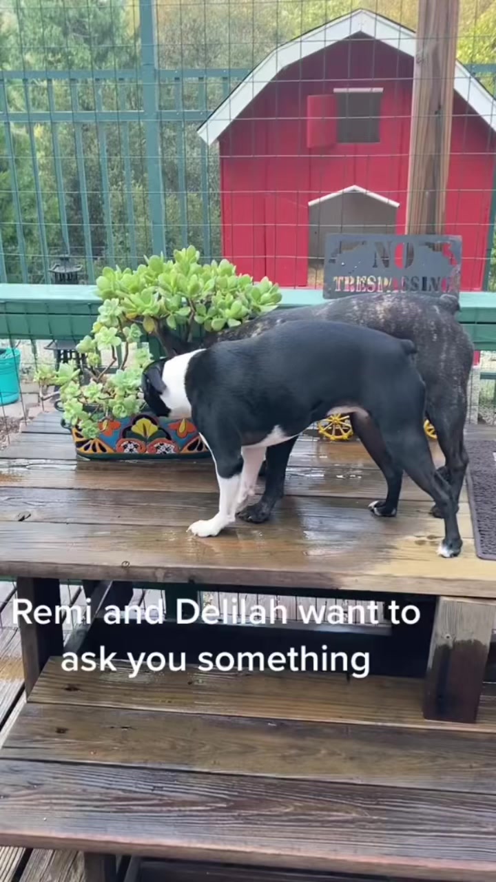 @Laurie&rsquo;s-remi&delilah