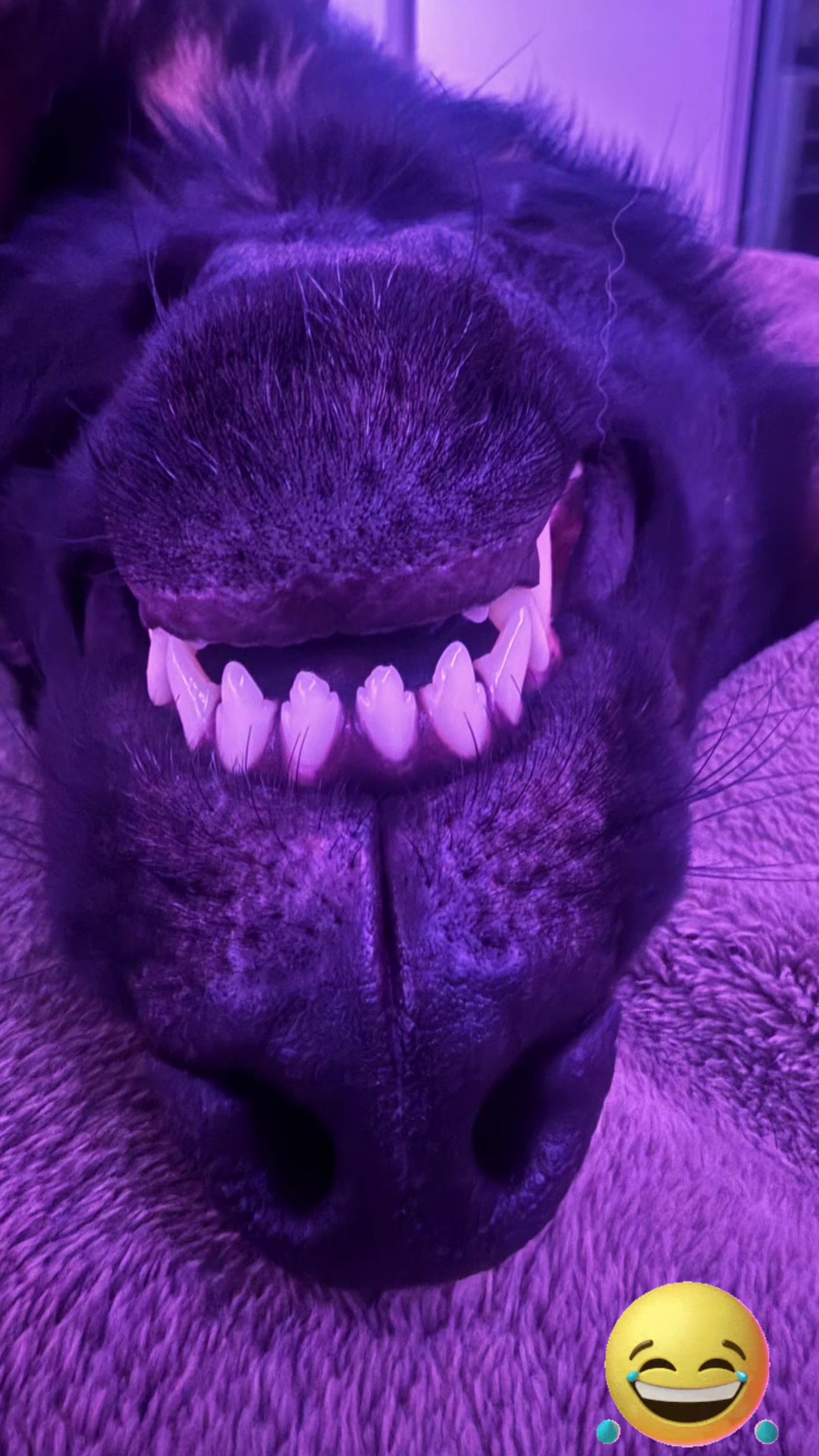 @🐇