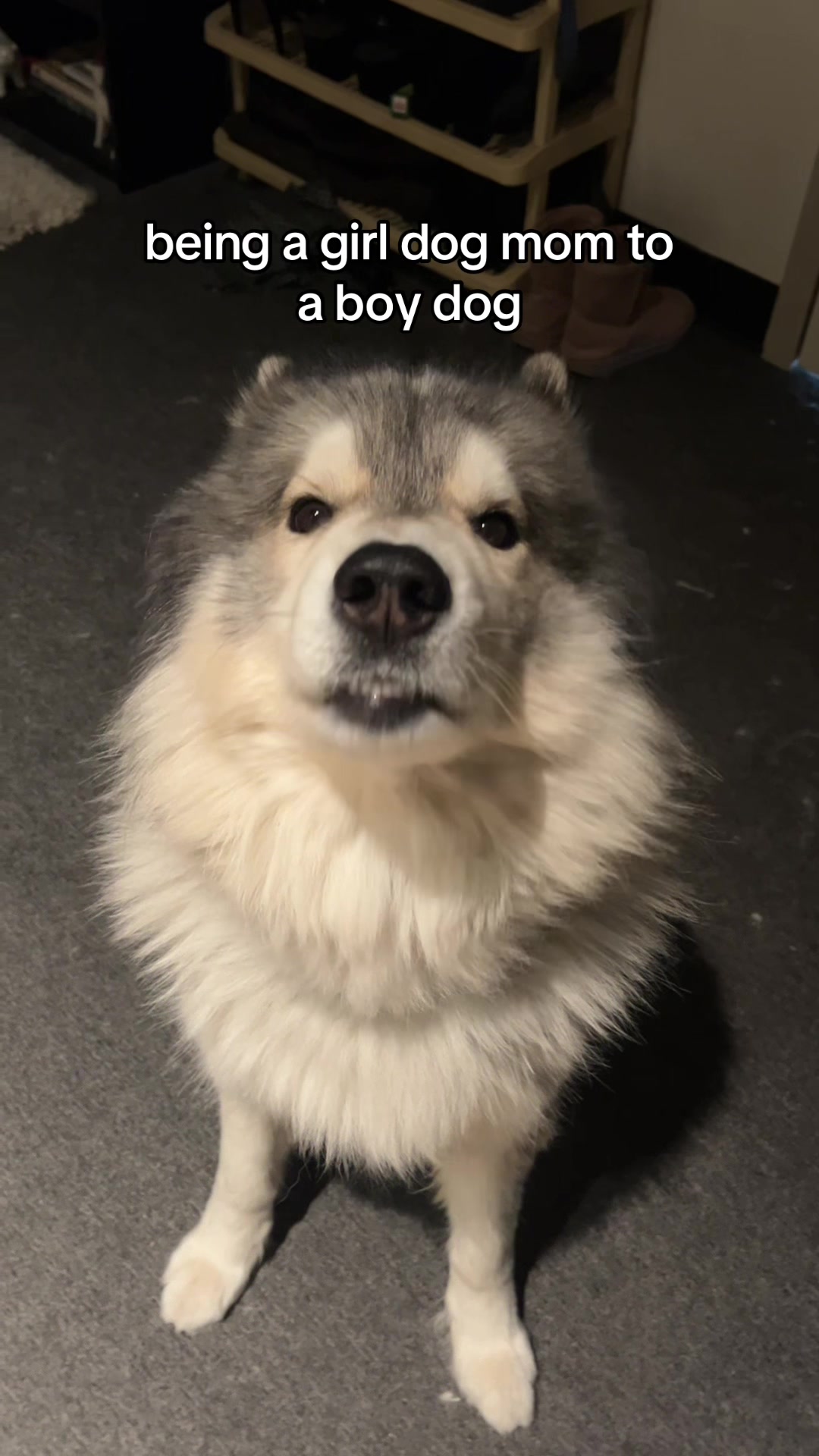@Echo The Husky
