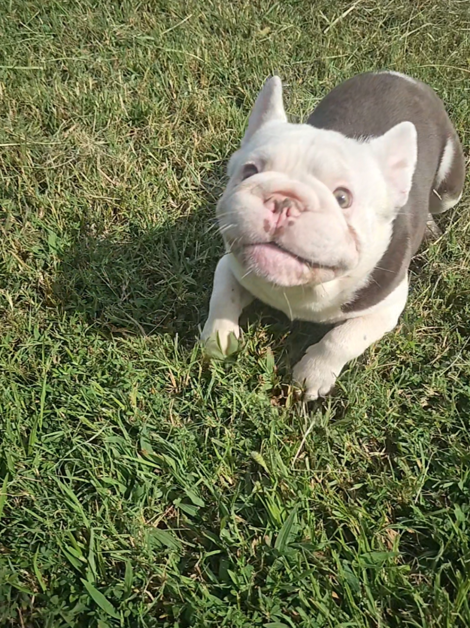 @Diamond State French Bulldogs