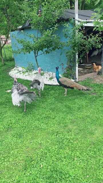 @🇺🇸  FLOR TORRES 🦚💔 🥰 🦃