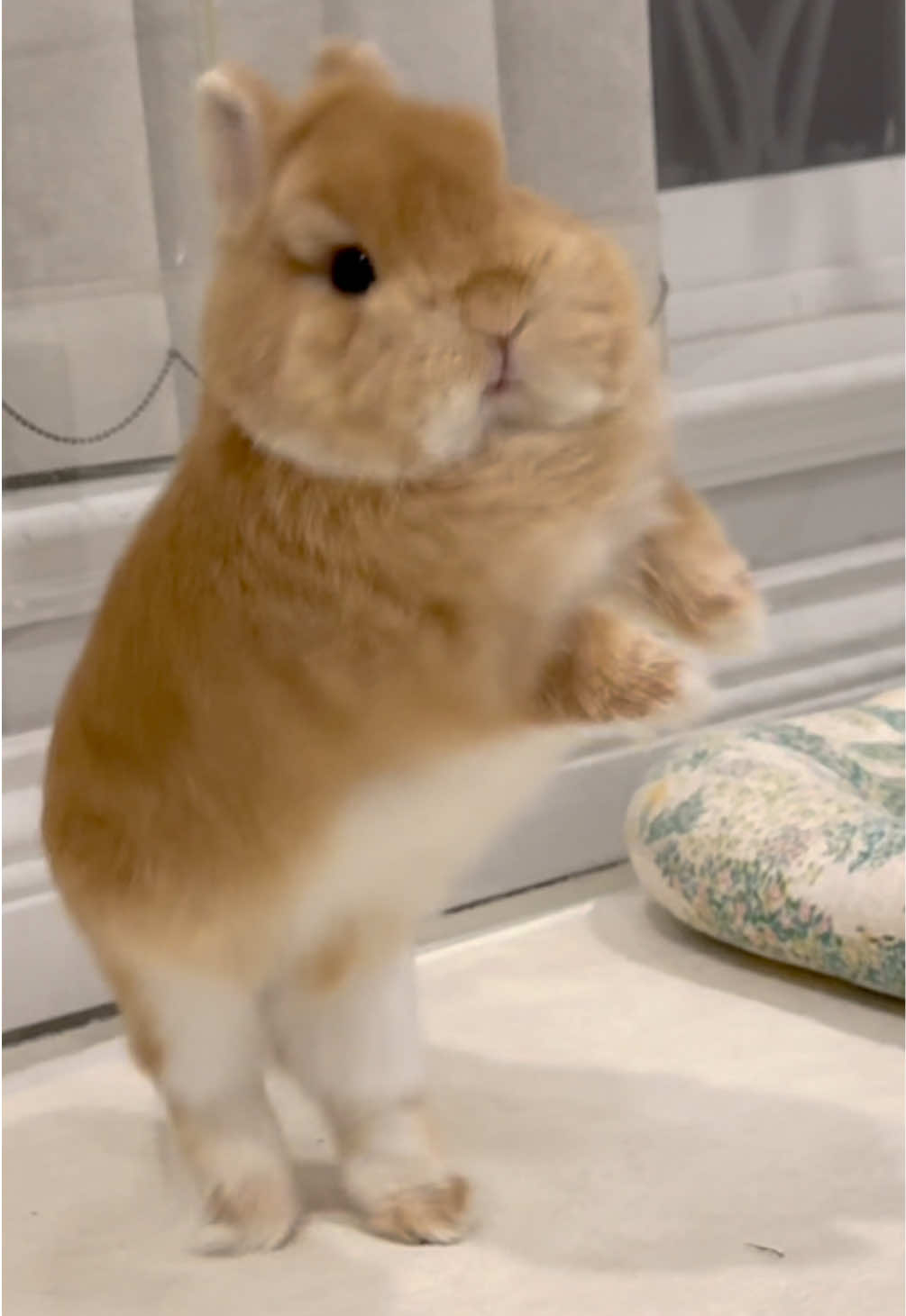 @Eggie