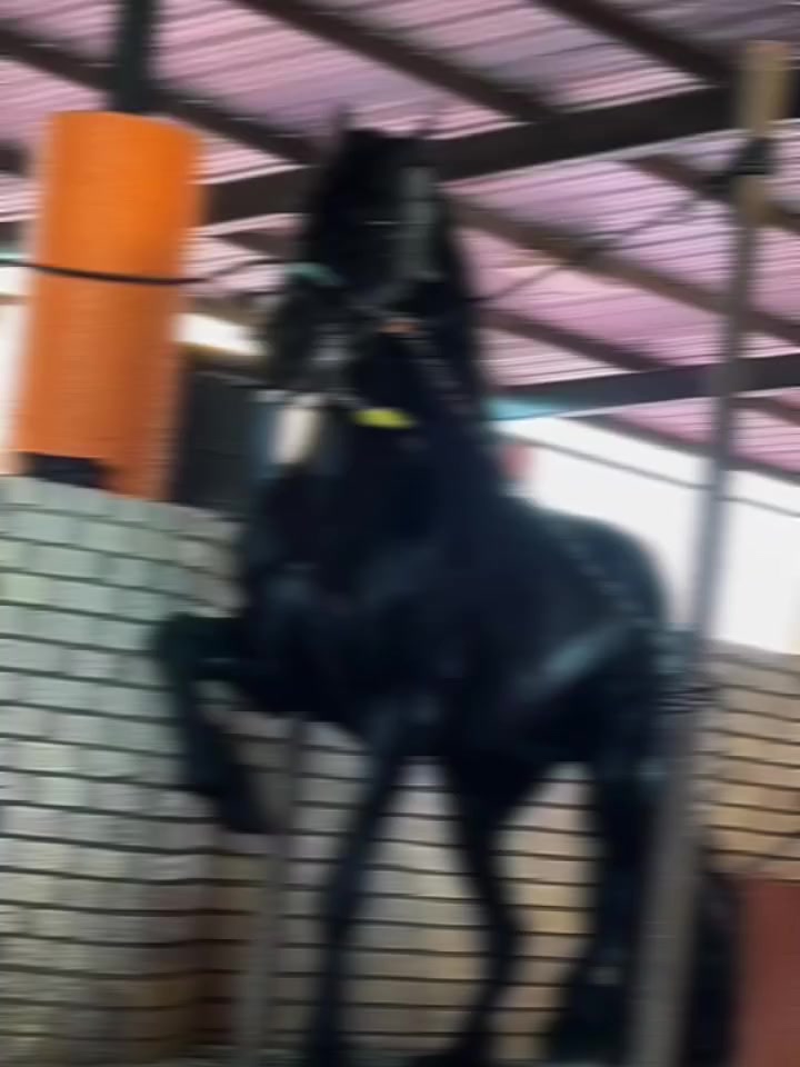 @ganadería🐮 y caballo🐴☠️
