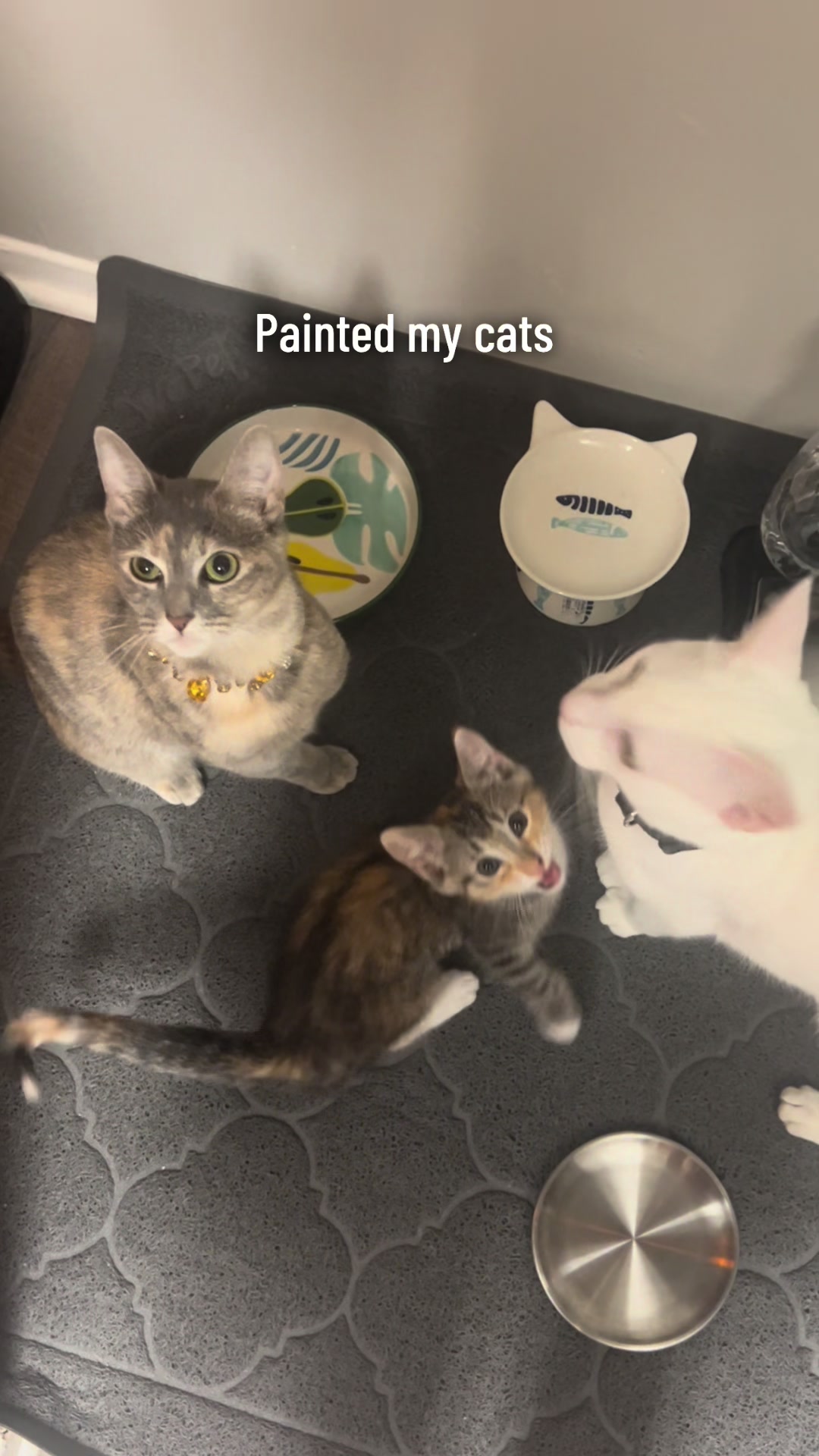 @Houseofpets