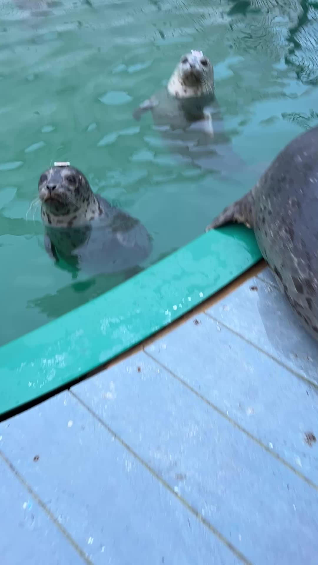 @Marine Mammal Rescue Society