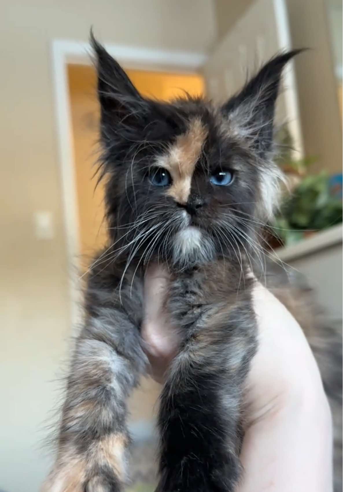 @Mossy Cottage Maine Coons 🌙