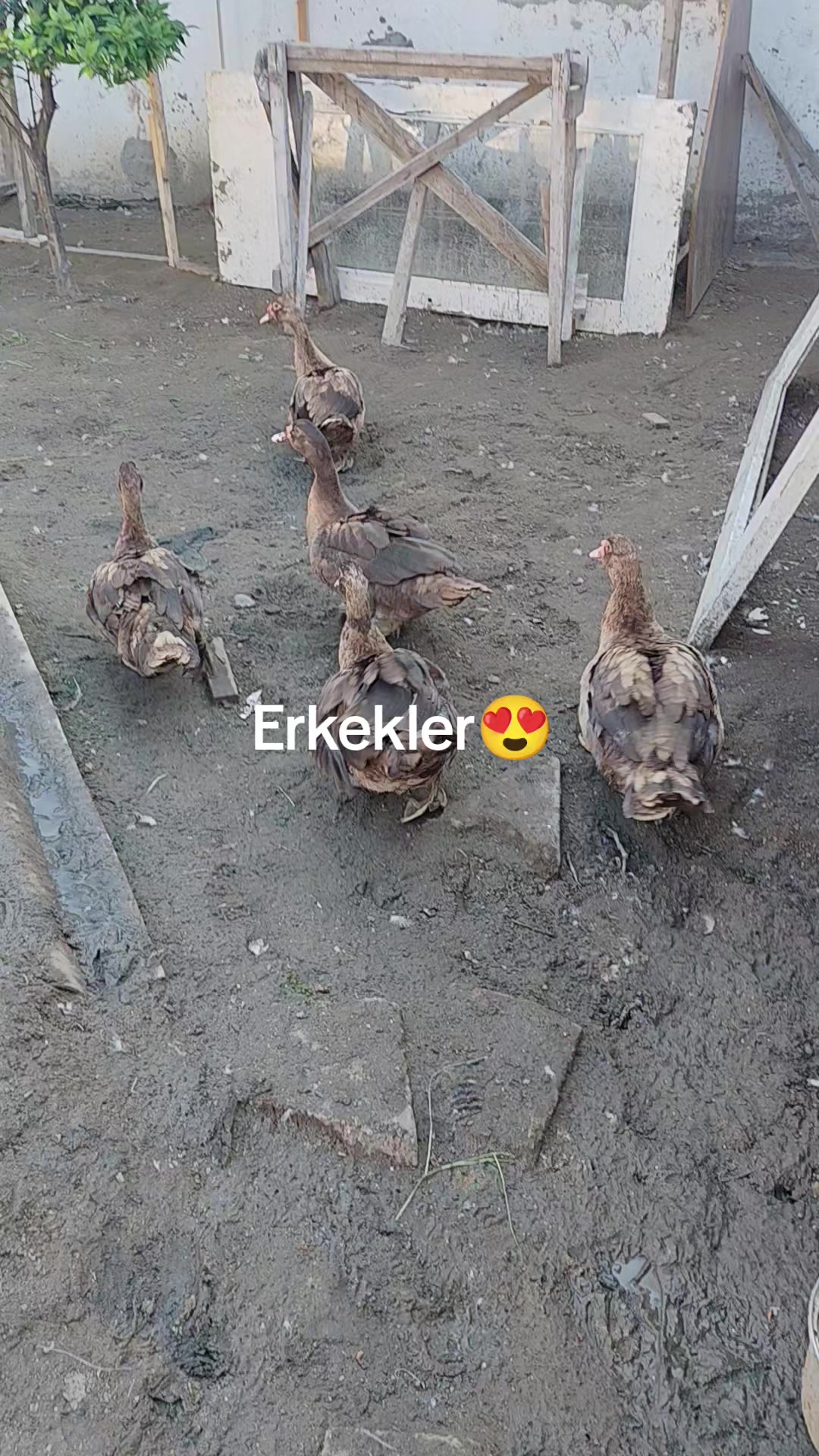 @MAŞTAĞA_QUŞCULUĞ