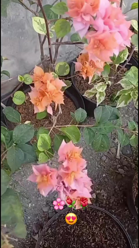 @sitykaai