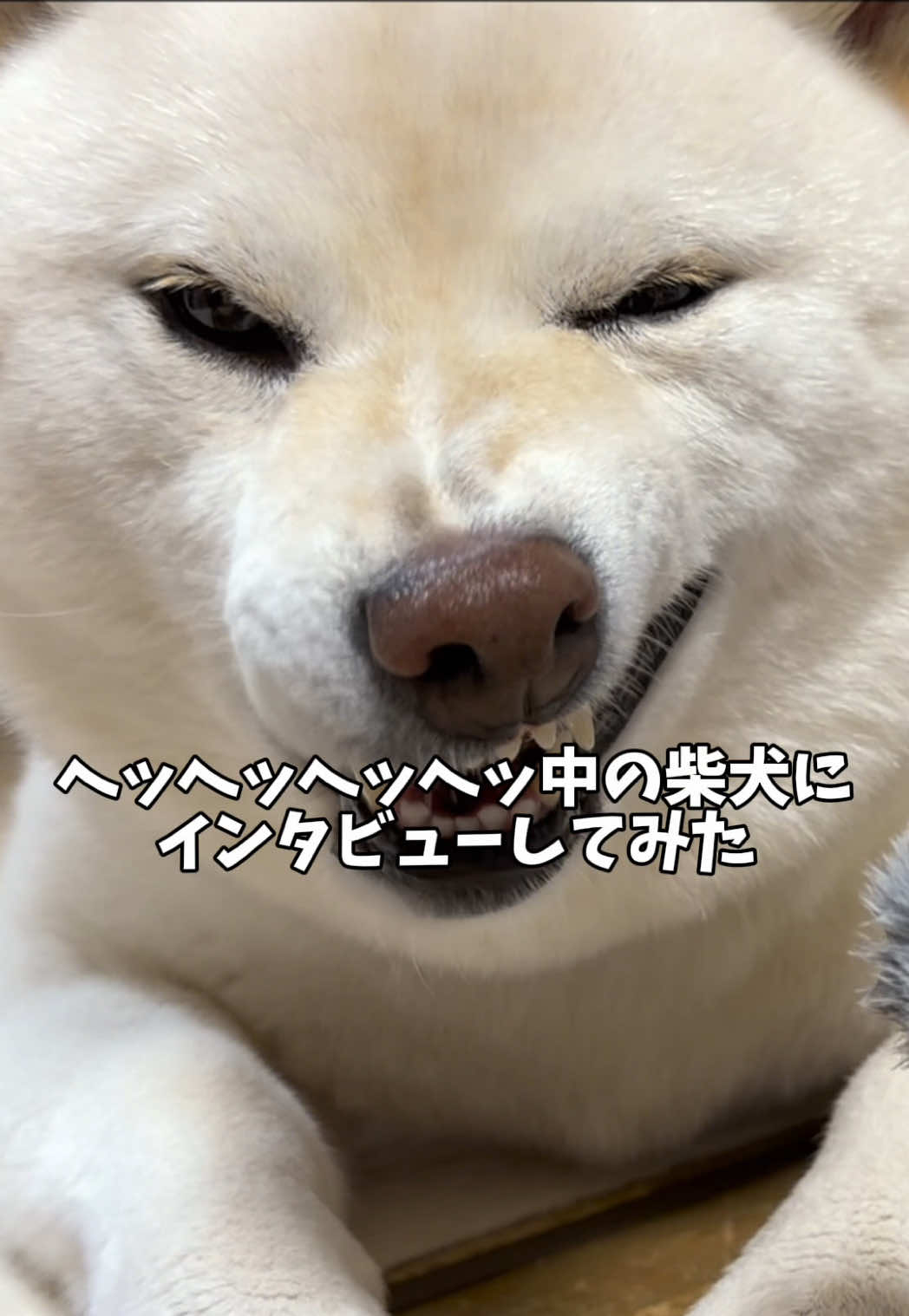 @白柴犬はる🌸