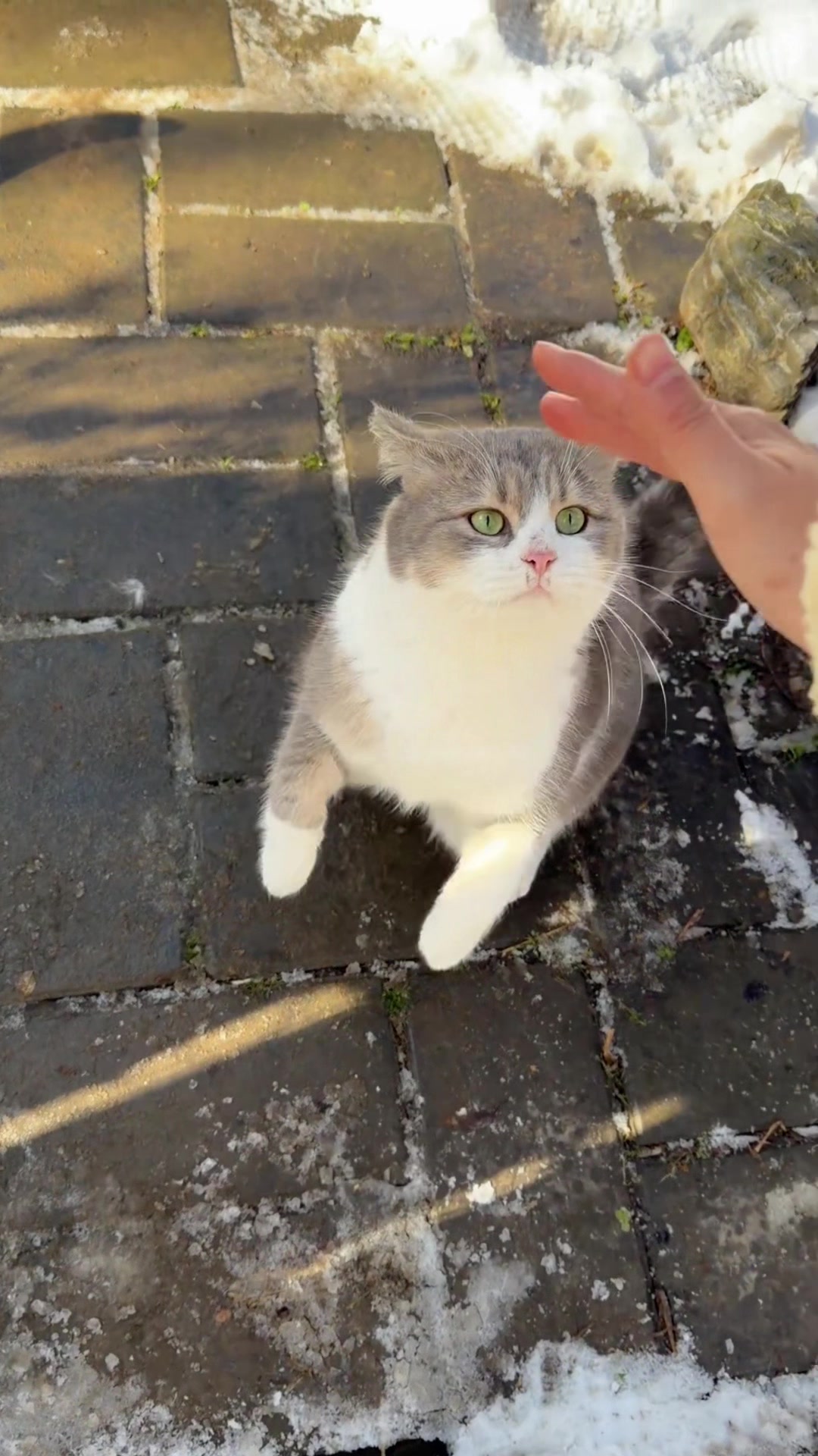 @Cute_kitten